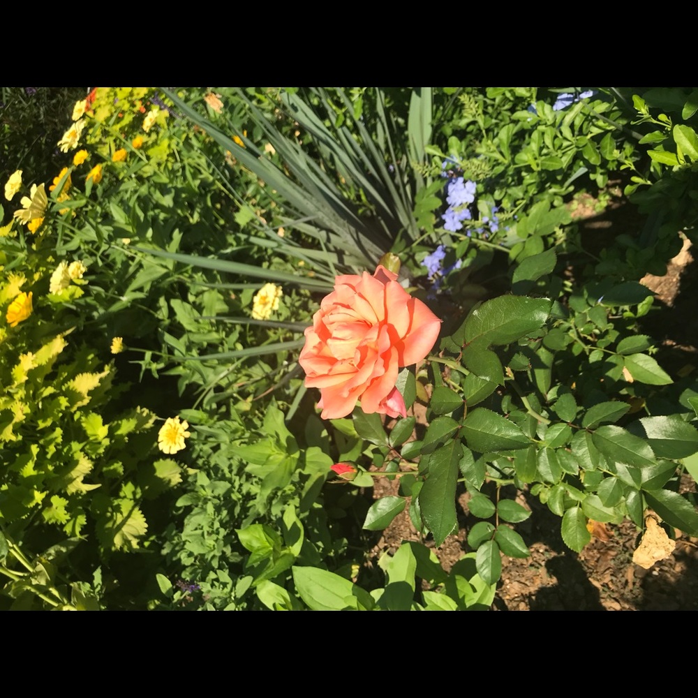 Meet your Posher, Nasha